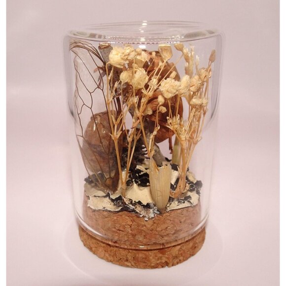 Two Cicada Skins Wing Sweetgum Ball lycan & Oddity Jar goth witchy taxidermy - Picture 7 of 13